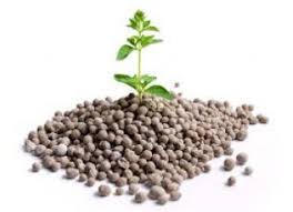 Hybrid Seeds